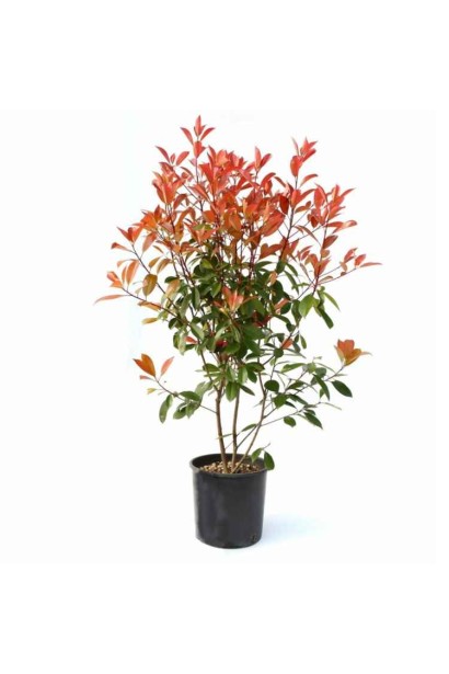 Фотинія Ред Робін догляд